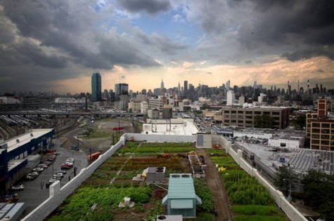 Urban Farming on the Rise